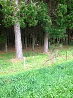 Post 16 Photo Frozen Chook