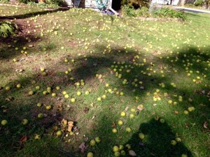 Photo 31 Black Walnuts 1