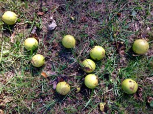 Photo 31 Black Walnuts 2