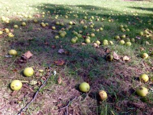 Photo 31 Black Walnuts 5jpg