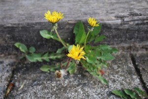 Dandelion in Step