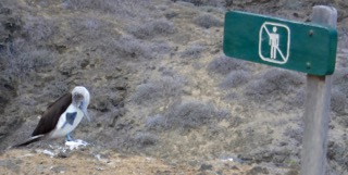 Post 65 Boobie with sign