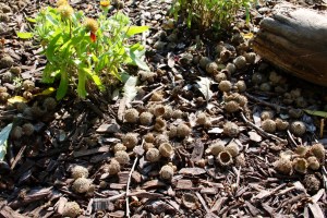 Post 74 Acorns In Garden