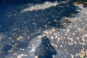 Post 74 Acorns On Driveway With Shadow