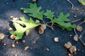 Post 74 Acorns With Leaves