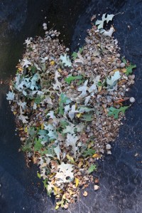 Post 74 Heart Acorns