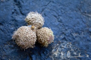 Post 74 Last Word Acorns