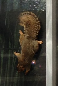 Post Squirrel Screen