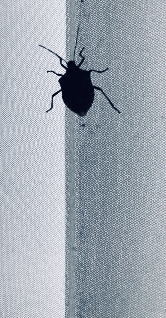Stink Bug Tipping Point – A Few Choice Words By Anita